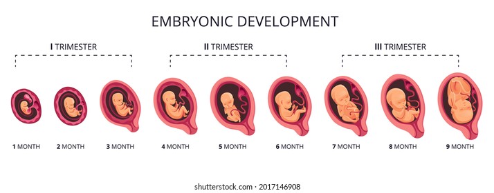 1,767 Stages of human growth icons Images, Stock Photos & Vectors ...