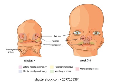 Embryological development of the face weeks 6-8