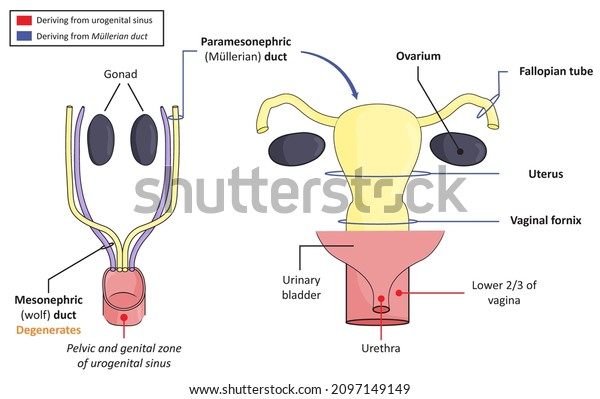 Embryological development of female genital tract,\
frontal\
view