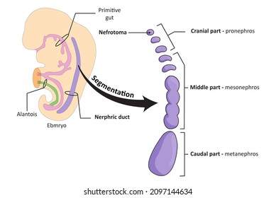 Embryological development of the renal (urinary) system, segmentation of the  nephric duct