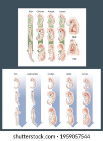 Embryology. Parallelism between the development and evolution of living beings. Comparison of the state of development of different animals with comparison of their stages.