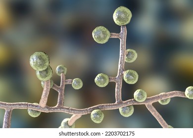 Emmonsia Microscopic Pathogenic Fungi, 3D Illustration. The Causative Agent Of Adiaspiromycosis Pulmonary Disease In Small Animals, And Also Lung And Disseminated Infections In HIV-positive Patients