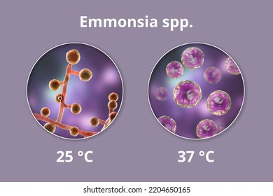 Emmonsia Microscopic Pathogenic Fungi, 3D Illustration. The Causative Agent Of Adiaspiromycosis Pulmonary Disease In Small Animals, And Also Lung And Disseminated Infections In HIV-positive Patients