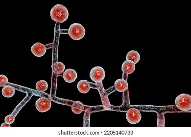 Emmonsia Microscopic Pathogenic Fungi, 3D Illustration. The Causative Agent Of Adiaspiromycosis Pulmonary Disease In Small Animals, And Also Lung And Disseminated Infections In HIV-positive Patients