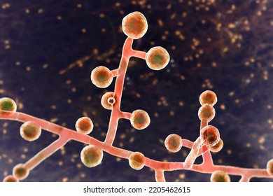 Emmonsia Microscopic Pathogenic Fungi, 3D Illustration. The Causative Agent Of Adiaspiromycosis Pulmonary Disease In Small Animals, And Also Lung And Disseminated Infections In HIV-positive Patients