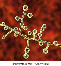 Emmonsia Microscopic Pathogenic Fungi, 3D Illustration. The Causative Agent Of Adiaspiromycosis Pulmonary Disease In Small Animals, And Also Lung And Disseminated Infections In HIV-positive Patients