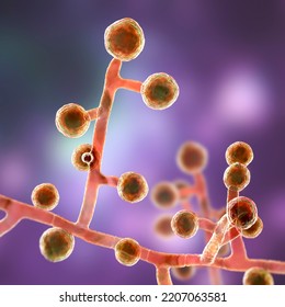 Emmonsia Microscopic Pathogenic Fungi, 3D Illustration. The Causative Agent Of Adiaspiromycosis Pulmonary Disease In Small Animals, And Also Lung And Disseminated Infections In HIV-positive Patients