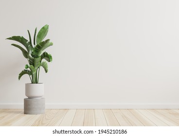 Empty Room White Walls Beautiful Plants Stock Illustration 1945210186 ...