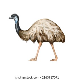 Emu Ostrich Watercolor Illustration Hand Drawn Stock Illustration ...