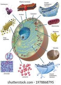 Ilustración En 3D. 3D Illustration. Cell Biology. Morphology Of The Animal Cell And Its Organelles. Captions In English.