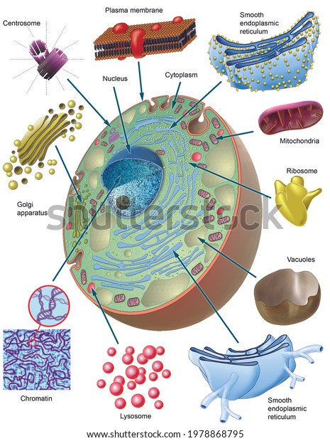 Ilustración en\
3D. 3D illustration. Cell biology. Morphology of the animal cell\
and its organelles. Captions in\
English.