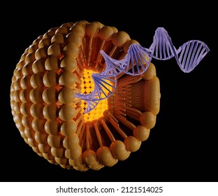Encapsulation of the DNA within liposomes would be useful for practical gene therapy 3d rendered