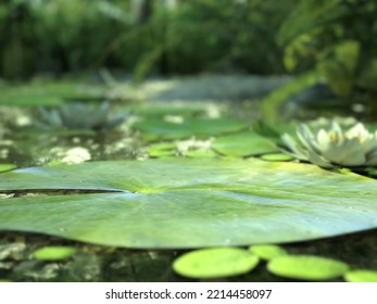 Enchanted Forest Lily Pad Background. 3d Rendering