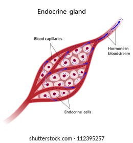 Endocrine glands cells