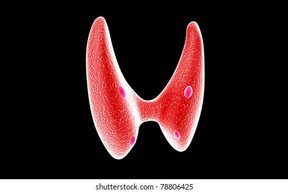 Endocrine Parathyroid Gland On A Dark Background