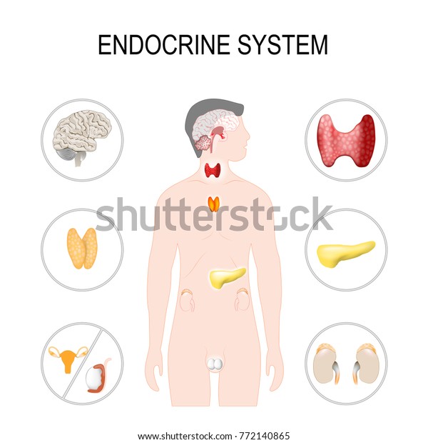 Endocrine System Illustration Your Design Medical Stock Illustration ...