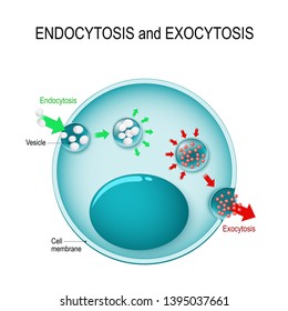 Endocytosis Images Stock Photos Vectors Shutterstock