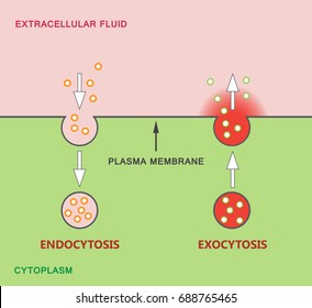 Endocytosis Exocytosis Types Vesicle Transport That Stock Illustration ...