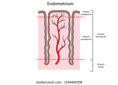 Endometrium Basic Structure Diagram, Female Reproductive System (labeled)