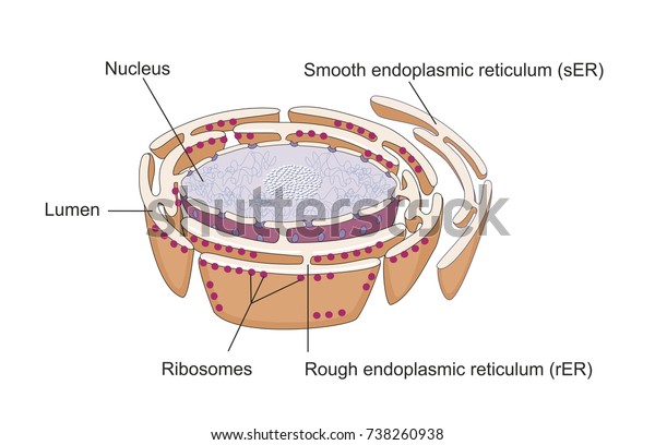The endoplasmic reticulum and nucleus\
are membrane organelles in a mammalian cell.\
