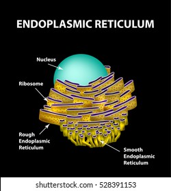 Smooth Endoplasmic Reticulum Images; Stock Photos & Vectors | Shutterstock