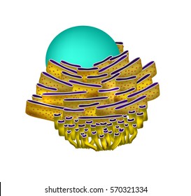 Endoplasmic Reticulum Structure Infographics Vector Illustration Stock ...