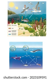 Energy Flow, Matter Cycle And Food Web In A Marine Ecosystem