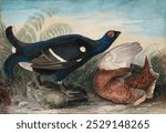 English Black Cocks (1828) painting in high resolution by John James Audubon. Vintage English Black Cocks bird art illustration, animal art, English Black Cocks bird art print.