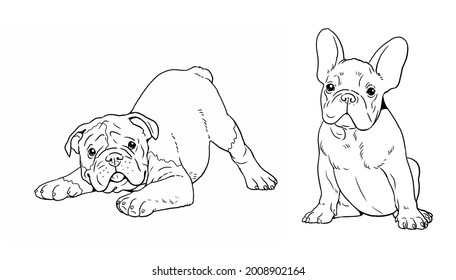 English and French bulldogs puppies. Cute dogs puppy. Coloring template. Digital illustration.	