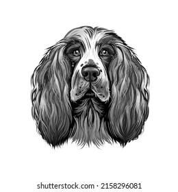 English Springer Spaniel Springer Spaniel Dog Stock Illustration ...