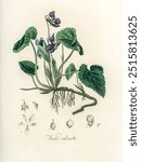 English violet (Viola odorata) illustration. Medical Botany (1836) by John Stephenson and James Morss Churchill. Vintage plant. Vintage art drawing illustration, old painting art print.