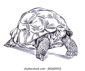 Tortoise Line Art Images, Stock Photos & Vectors | Shutterstock