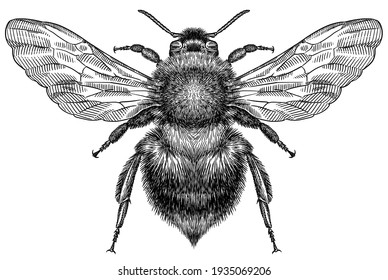 Engrave isolated bumblebee hand drawn graphic illustration