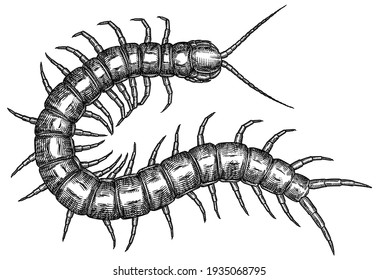 Engrave ilustración gráfica de centipete aislado a mano