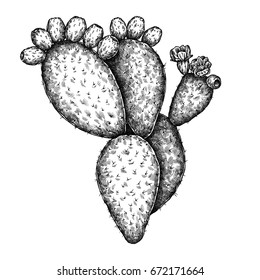 Prickly Pear Cactus Sketch Images Stock Photos Vectors Shutterstock