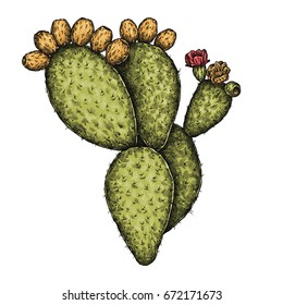 Prickly Pear Cactus Sketch Stock Illustrations Images Vectors Shutterstock