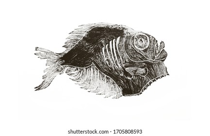 Engraved Raster Black Illustration With Deep Sea Terrible Bug-eyed Hatchet Fish. Print,icon