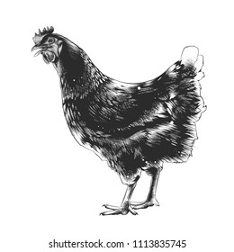 Engraved style illustration for posters, decoration and print. Hand drawn sketch of chicken in monochrome isolated on white background. Detailed vintage woodcut style drawing. - Powered by Shutterstock