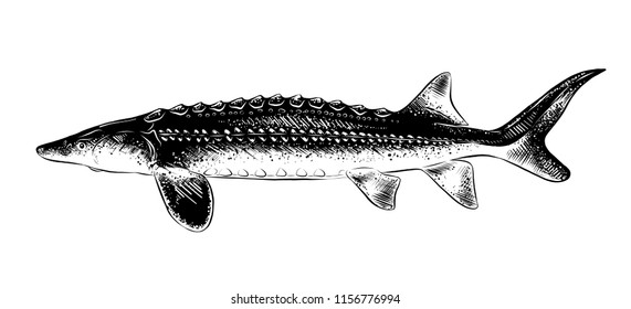 Engraved style illustration for posters, decoration and print. Hand drawn sketch of sturgeon fish in black isolated on white background. Detailed vintage etching style drawing.