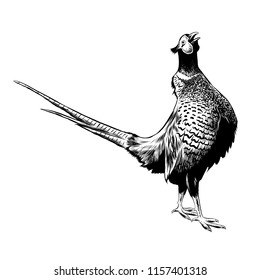 Engraved style illustration for posters, decoration and print. Hand drawn sketch of pheasant in black isolated on white background. Detailed vintage etching style drawing.