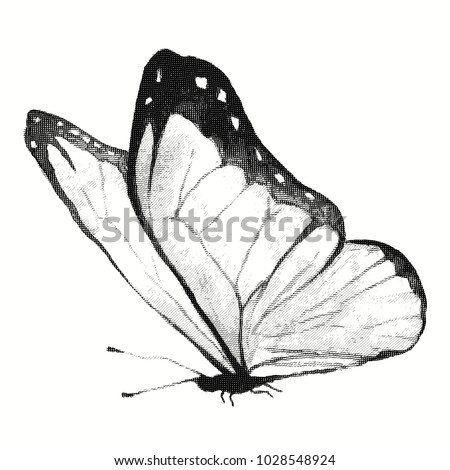 Engraving Butterfly Pencil Drawing Insect Isolated Stock
