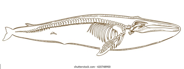 engraving  illustration of  highly detailed hand drawn whale skeleton isolated on white background