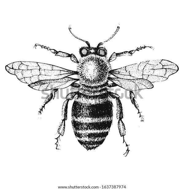 Engraving Illustration Honey Bee Stock Illustration 1637387974