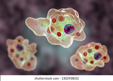 Entamoeba gingivalis protozoan, 3D illustration. An amoeba found in mouth and associated with periodontal diseases Stock Illustration