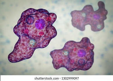 Entamoeba gingivalis protozoan, 3D illustration. An amoeba found in mouth and associated with periodontal diseases Stock Illustration
