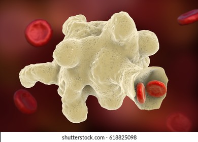 Entamoeba histolytica protozoan engulfing red blood cells. Parasite which causes amoebic dysentery and ulcers, 3D illustration Stock Illustration