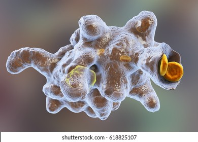 Entamoeba histolytica protozoan engulfing red blood cells. Parasite which causes amoebic dysentery and ulcers, 3D illustration Stock Illustration
