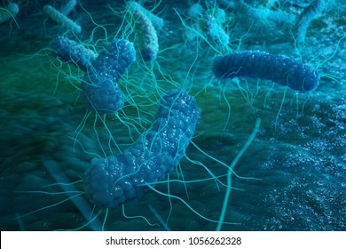 Enterobacterias Gram Negativas Proteobacteria Bacteria Such Stock ...