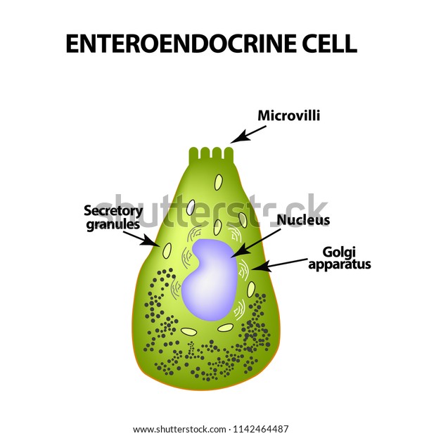 Enteroendocrine Cell Cell Intestines Illustration On Stock Illustration ...