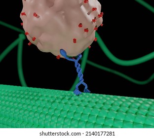 Enzyme ATPases As Kinesins Move Along Microtubule Filaments, And Are Powered By The Hydrolysis Of Adenosine Triphosphate Or ATP 3d Rendering